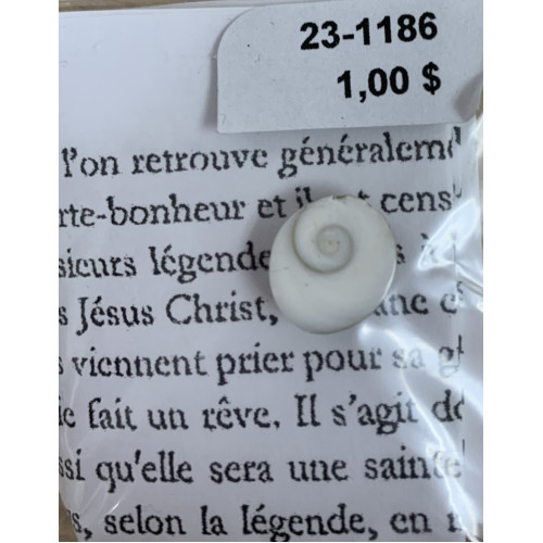 Coquillage Oeil de St-Lucie (mini) Coquillage Oeil de St-Lucie (mini)