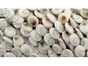 Œil de Sainte Lucie Œil de Sainte Lucie